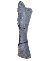 Sauropod Metacarpal (Atlasaurus?), El Mers II Formation