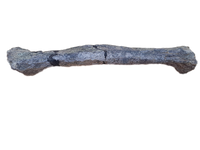 Sauropod Metatarsal (Atlasaurus?), El Mers II Formation