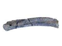 Sauropod Metatarsal (Atlasaurus?), El Mers II Formation