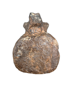 Polacanthus Vertebrae, England, Early Cretaceous