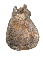 Polacanthus Vertebrae, England, Early Cretaceous