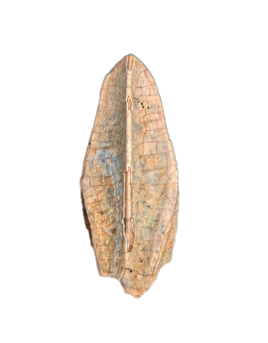 Hadrosauridae Tooth, Aguja Formation, Texas