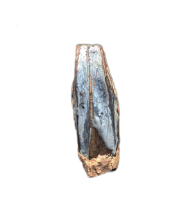 Hadrosauridae Tooth, Aguja Formation, Texas