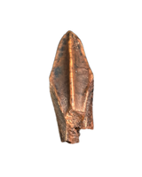 Hadrosauridae Tooth, Aguja Formation, Texas