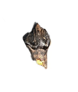 Leptoceratops Tooth