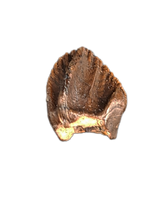 Leptoceratops Tooth