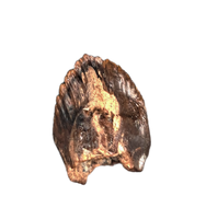 Leptoceratops Tooth