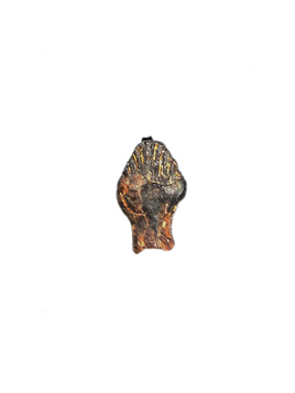 Rooted Ankylosaurus Tooth