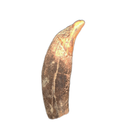 Large Allodesmus (seal) Canine Tooth from Shark Tooth Hill, California