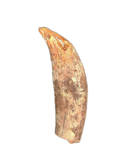 Large Allodesmus (seal) Canine Tooth from Shark Tooth Hill, California