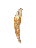 Large Allodesmus (seal) Canine Tooth from Shark Tooth Hill, California