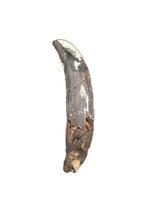 Large Allodesmus (seal) Canine Tooth from Shark Tooth Hill, California