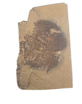 Olenellus Trilobite, Nevada