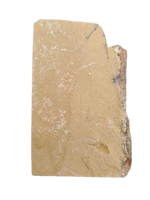 Olenellus Trilobite, Nevada