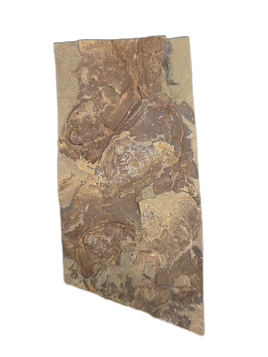 Olenellus Trilobite Plate, Nevada