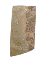 Olenellus Trilobite Plate, Nevada