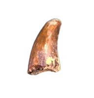 Seconodontosaurus Tooth, Permian