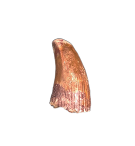 Seconodontosaurus Tooth, Permian