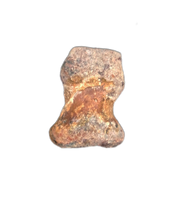 Dimetrodon Toe, Permian
