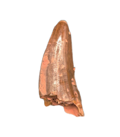 Dimetrodon Tooth, Permian