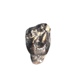 Hyracotherium (Primitive Horse), Willwood Formation, Wyoming