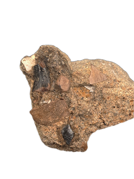 Dromaeosaur (Raptor) Tooth, Judith River Formation