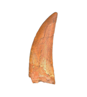 Deltadromeus(?) Tooth, Kem Kem, Morocco