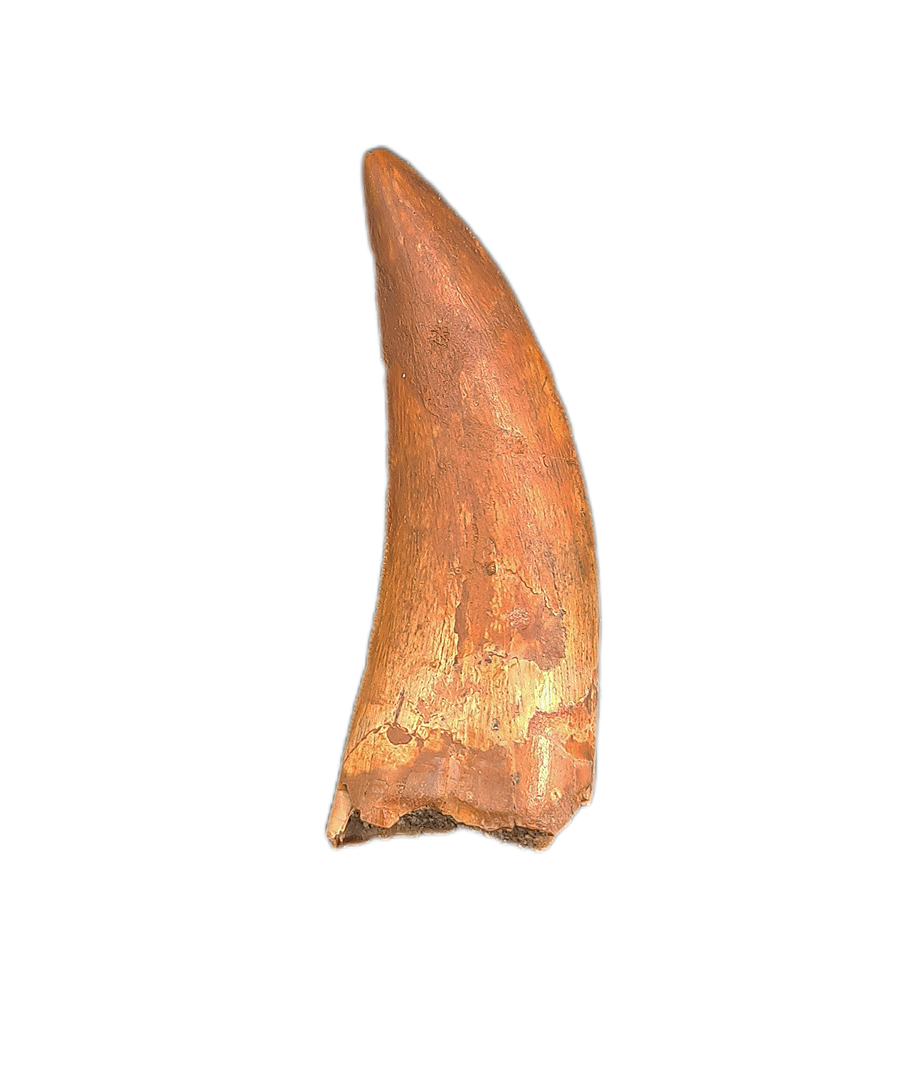 Deltadromeus(?) Tooth, Kem Kem, Morocco| The Daily Rex