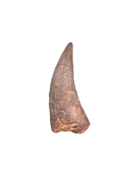 Pliosaur Tooth, Morocco