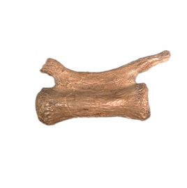 Ornithomimid Caudal (tail) Vertebrae