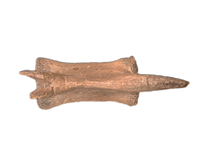 Ornithomimid Caudal (tail) Vertebrae