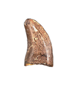 Nanotyrannus Tooth