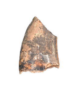 Nanotyrannus Tooth