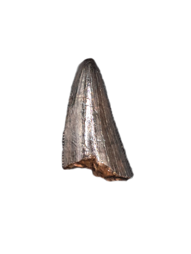 Nanotyrannus Tooth