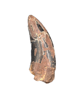Nanotyrannus Tooth