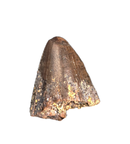 Tyrannosaurus Rex Tooth