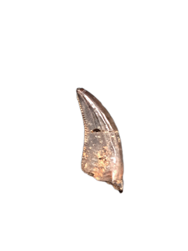 Acheroaptor Tooth, Hell Creek Formation