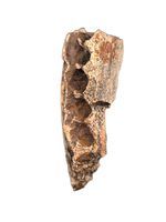 Very Rare Ankylosaur Jaw Section Hell Creek Formation