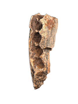 Very Rare Ankylosaur Jaw Section Hell Creek Formation
