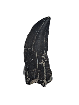Rooted Allosaurus Tooth, Morrison Formation