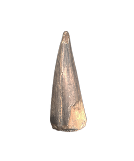 Stolokrosuchus Tooth, Giant Crocodile, Niger