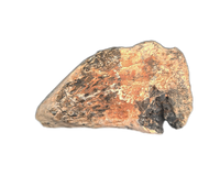 Sauropod Claw, Mid Jurassic of Africa
