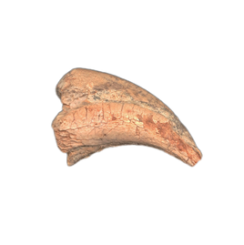Theropod (Afrovenator?) Claw, Mid Jurassic of Africa