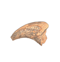 Theropod (Afrovenator?) Claw, Mid Jurassic of Africa