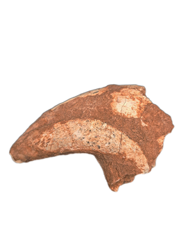 Theropod (Afrovenator?) Claw, Mid Jurassic of Africa