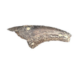Eococharia? Claw, Elrhaz Formation