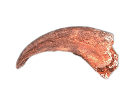 Dromaeosaur (Raptor) Hand Claw, Hell Creek Formation