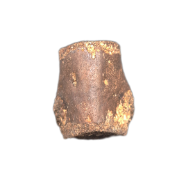 Champsosaurus Vertebrae, Judith River