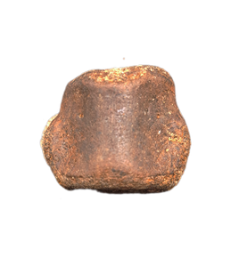Champsosaurus Vertebrae, Judith River