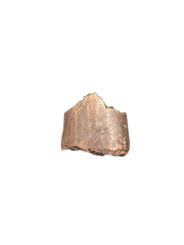 Tyrannosaur Tooth, Judith River Formation